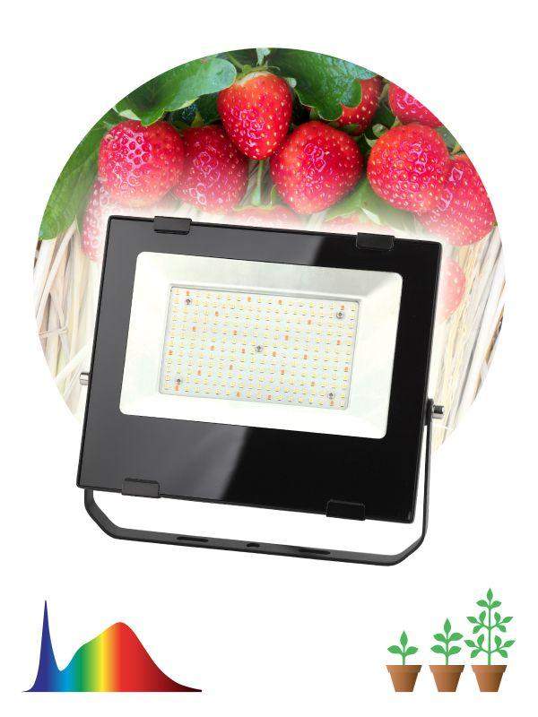 прожектор светодиодный для растений fito-100w-ra90-led 100вт для цветения и плодоношения эра б0047876 от BTSprom.by