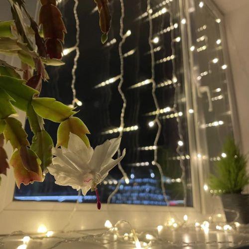  Гирлянда светодиодная "Дождь/Занавес" 1мх2м 96LED 24В IP44 тепл. свет ( без трансформатора Б0041911) ЭРА Б0041908 фото в каталоге от BTSprom.by