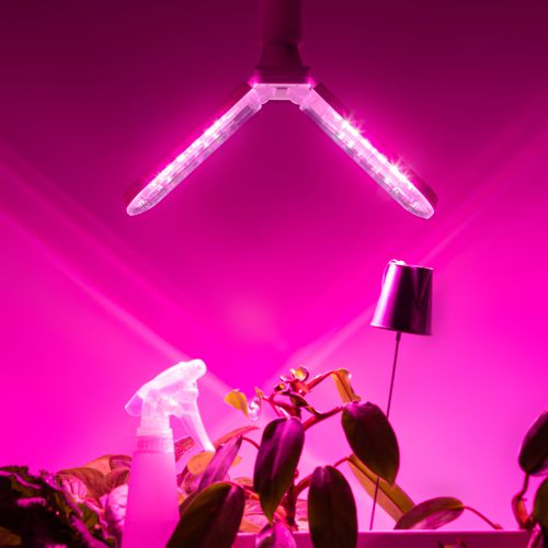 Лампа светодиодная GREEN LINE ФИТО-20W-PL-E27-GR 20Вт E27 для растений 2-х лепестковая красн./син. спектра Эра Б0064517 фото в каталоге от BTSprom.by