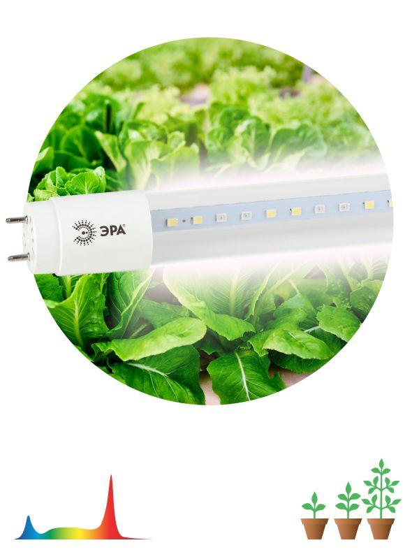 лампа светодиодная fito-9w-ra90-т8-g13-nl 9вт t8 линейная 46led 2835 ip20 35000ч для растений полноспектральная стекло эра б0042988 от BTSprom.by
