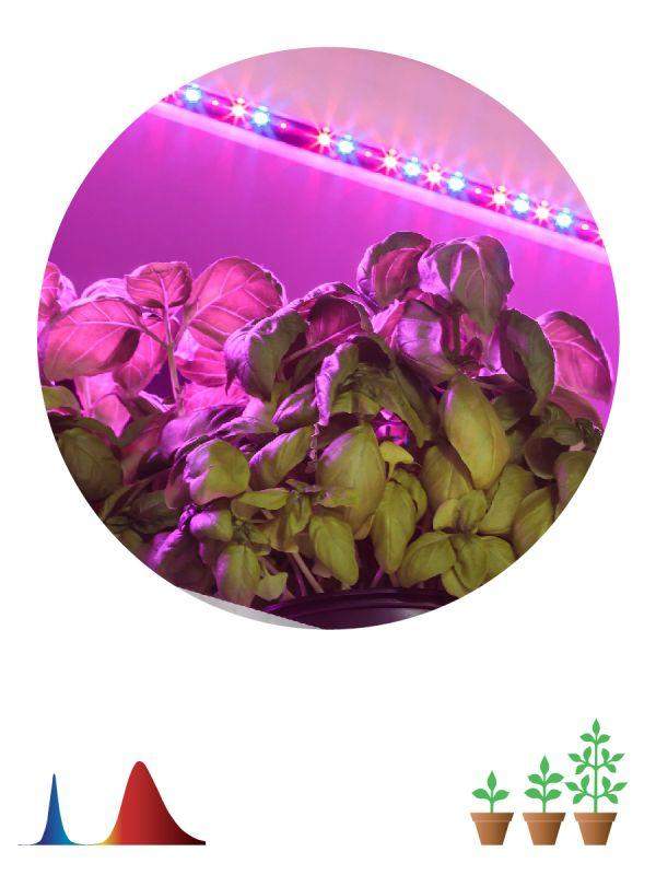 лента светодиодная fito-strip light-rb-2m 2м для растений красн./син. спектр ip65 эра б0057282 от BTSprom.by