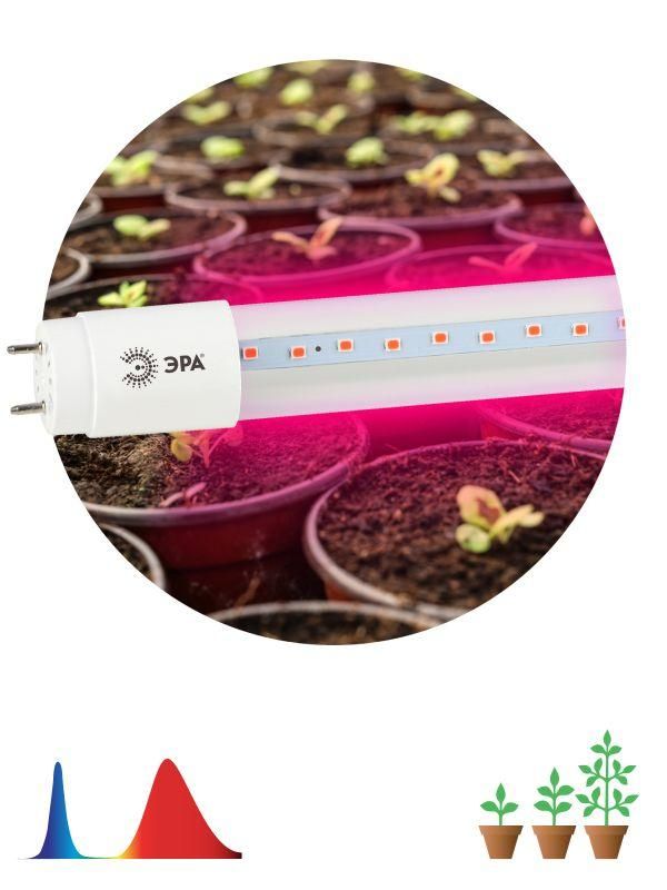 лампа светодиодная fito-9w-rb-т8-g13-nl 9вт t8 линейная 48led 2835 ip20 35000ч для растений красн./син. спектр стекло эра б0042986 от BTSprom.by